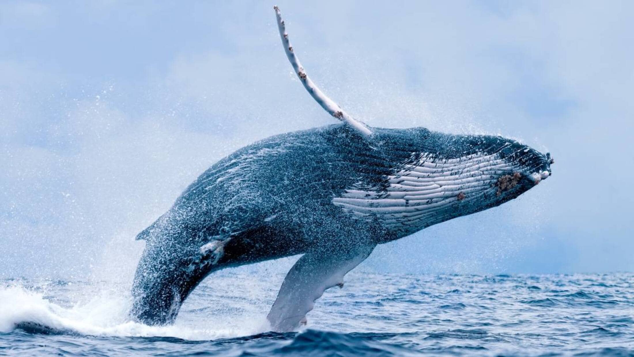 Experiências autênticas: avistamento das Baleias Jubartes Se você busca tranquilidade, belas praias e um contato genuíno com a natureza, Jocotoka é o destino perfeito.